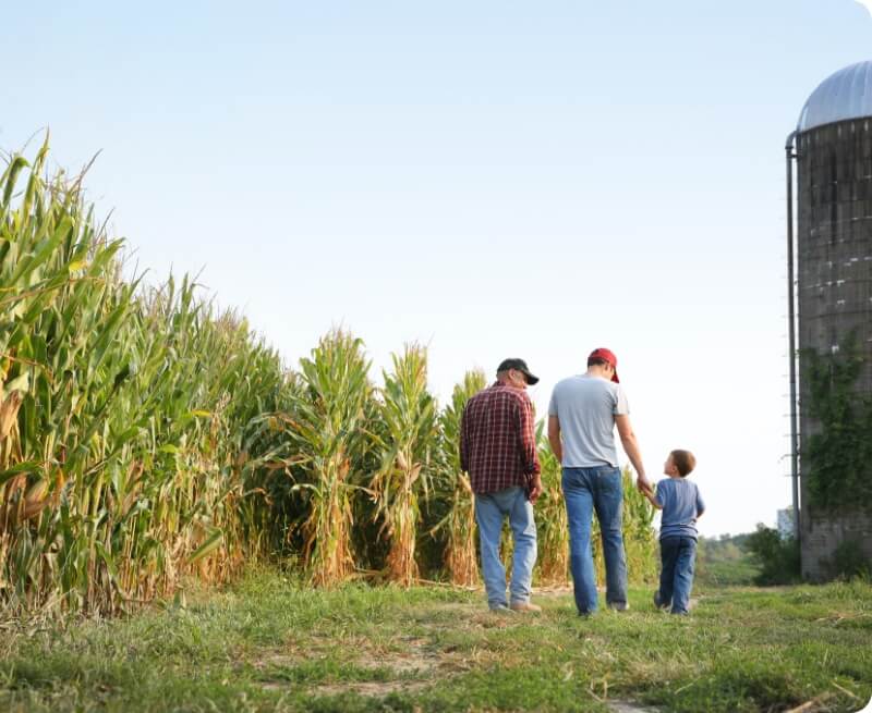 3 generations of men walking in corn field